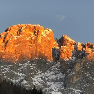Piccola Stella Alpina Canale dʼAgordo